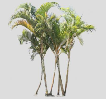 棕榈科风尾竹SU模型下载_sketchup草图大师SKP模型