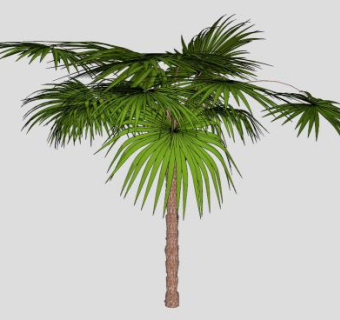 棕榈科棕竹SU模型下载_sketchup草图大师SKP模型