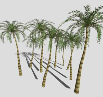 多棵棕榈科植物椰子树SU模型下载_sketchup草图大师SKP模型