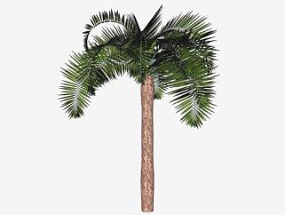 棕榈植物<em>椰子</em>树SU模型下载_sketchup草图大师SKP模型