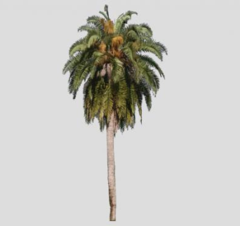 棕榈树棕树花SU模型下载_sketchup草图大师SKP模型