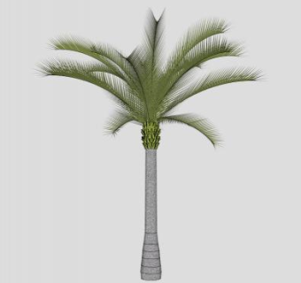 棕榈树加拿利海枣树SU模型下载_sketchup草图大师SKP模型