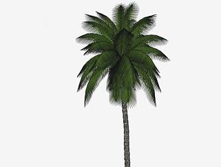 油棕树棕榈科植物SU模型下载_sketchup草图大师SKP模型