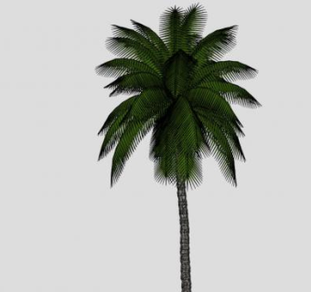 油棕树棕榈科植物SU模型下载_sketchup草图大师SKP模型