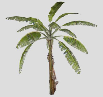 植物香蕉树SU模型下载_sketchup草图大师SKP模型