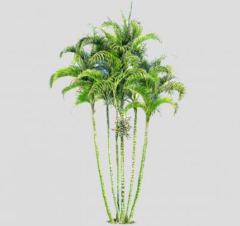 棕榈科植物棕榈树SU模型下载_sketchup草图大师SKP模型