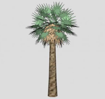 棕榈类蒲葵SU模型下载_sketchup草图大师SKP模型