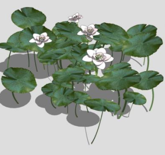 东湖白莲莲花莲叶睡莲SU模型下载_sketchup草图大师SKP模型
