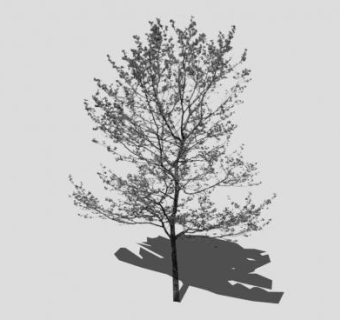 秋冬景树枯树SU模型下载_sketchup草图大师SKP模型