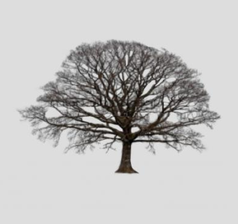 秋季大树枯树SU模型下载_sketchup草图大师SKP模型