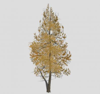 秋季杉科杉树枯树SU模型下载_sketchup草图大师SKP模型