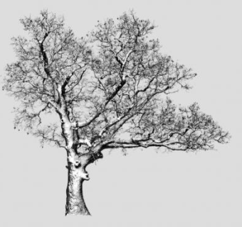 水墨风格冬季树木枯树SU模型下载_sketchup草图大师SKP模型