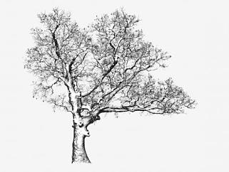 水墨风格冬季树木枯树SU模型下载_sketchup草图大师SKP模型