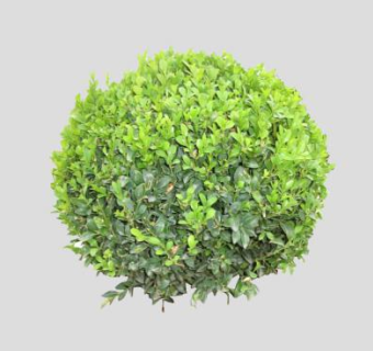 小叶女贞球灌木球SU模型下载_sketchup草图大师SKP模型