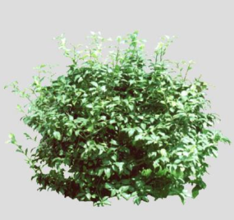 灌木球SU模型下载_sketchup草图大师SKP模型