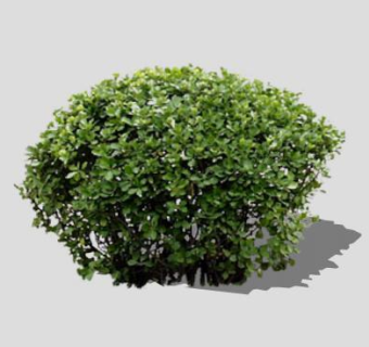小叶女贞球灌木球素材SU模型下载_sketchup草图大师SKP模型