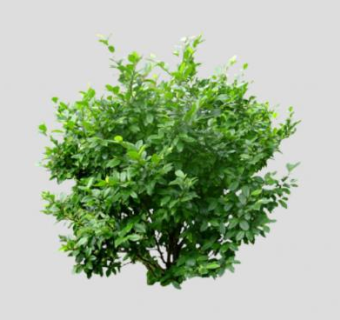 榕树灌木球SU模型下载_sketchup草图大师SKP模型