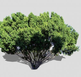 龙柏球灌木球素材SU模型下载_sketchup草图大师SKP模型