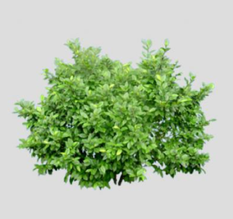 卫矛球灌木球植物SU模型下载_sketchup草图大师SKP模型