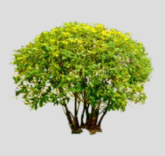 金森女贞灌木球SU模型下载_sketchup草图大师SKP模型