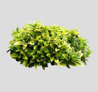 金边黄杨灌木球植物SU模型下载_sketchup草图大师SKP模型