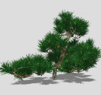 松枝SU模型下载_sketchup草图大师SKP模型