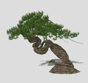 松树SU模型下载_sketchup草图大师SKP模型