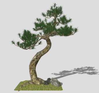 松树植物SU模型下载_sketchup草图大师SKP模型