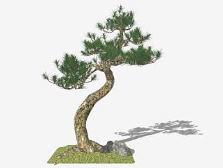 <em>松树</em>植物SU模型下载_sketchup草图大师SKP模型