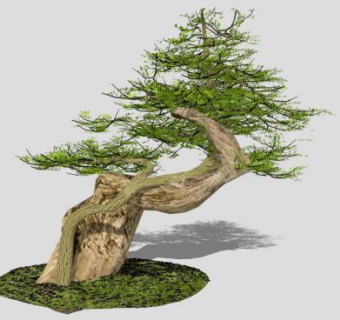 松树松属植物SU模型下载_sketchup草图大师SKP模型