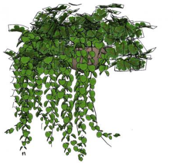 吊篮叶子花盆盆栽植物SU模型下载_sketchup草图大师SKP模型