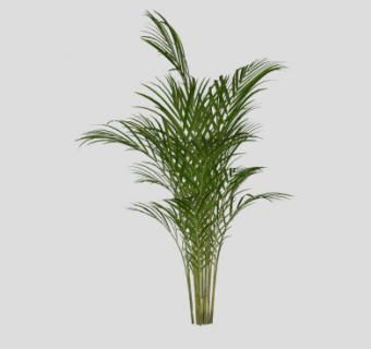 散尾葵盆栽植物SU模型下载_sketchup草图大师SKP模型