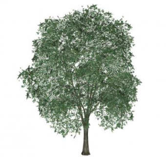 仿真榕树SU模型下载_sketchup草图大师SKP模型