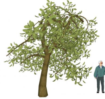 3D绿叶树木SU模型下载_sketchup草图大师SKP模型