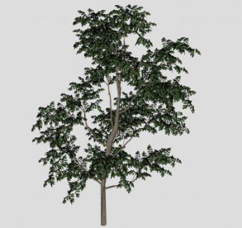 3D橡树SU模型下载_sketchup草图大师SKP模型