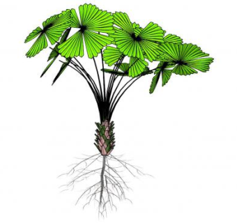 观赏植物带根SU模型下载_sketchup草图大师SKP模型