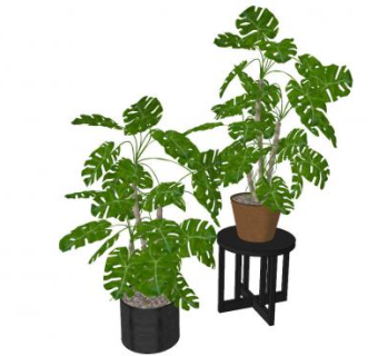 室内装饰植物花盆龟背竹SU模型下载_sketchup草图大师SKP模型