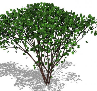 3D植物树SU模型下载_sketchup草图大师SKP模型