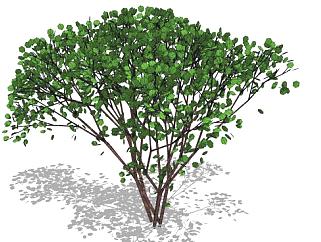 <em>3D</em>植物树SU<em>模型</em>下载_sketchup<em>草图大师</em>SKP<em>模型</em>