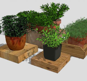几个花盆植物托盘SU模型下载_sketchup草图大师SKP模型