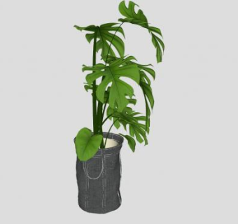 小盆龟背竹盆景植物SU模型下载_sketchup草图大师SKP模型