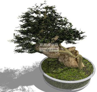 室内盆景盆栽SU模型下载_sketchup草图大师SKP模型