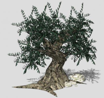 橄榄树SU模型下载_sketchup草图大师SKP模型