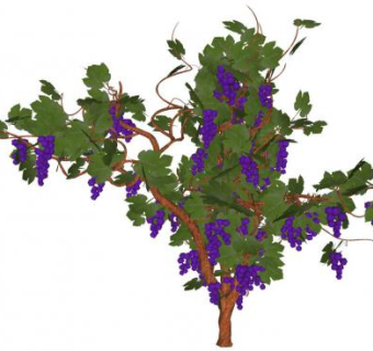 一颗葡萄树SU模型下载_sketchup草图大师SKP模型