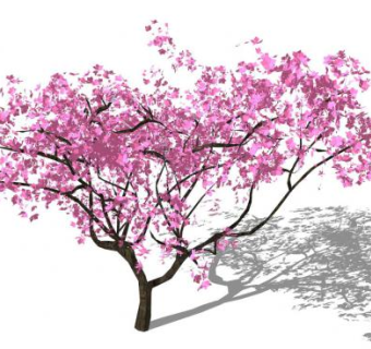 桃花树观赏植物SU模型下载_sketchup草图大师SKP模型