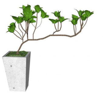 白水木盆景植物SU模型下载_sketchup草图大师SKP模型