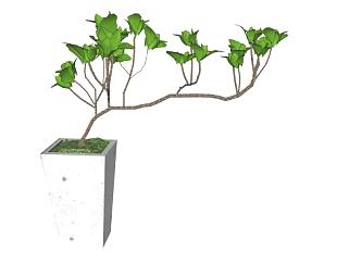 <em>白水</em>木盆景植物SU模型下载_sketchup草图大师SKP模型