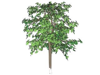 3D桦树植物SU模型下载_sketchup草图大师SKP模型