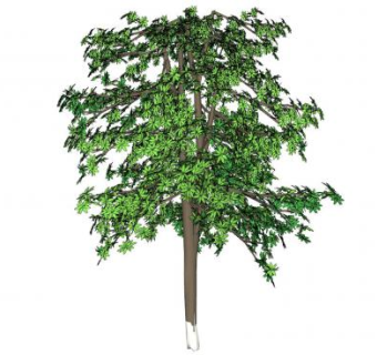 3D桦树植物SU模型下载_sketchup草图大师SKP模型