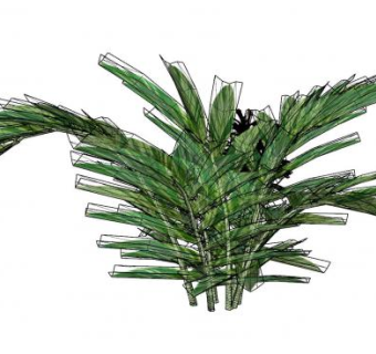 铁树植物SU模型下载_sketchup草图大师SKP模型